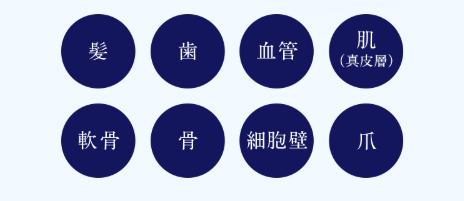 体を構成する成分の紹介