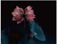 フローラシスの花の画像