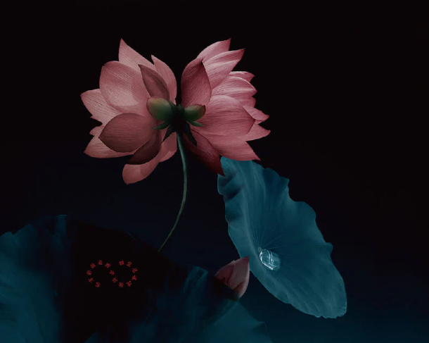 花の画像